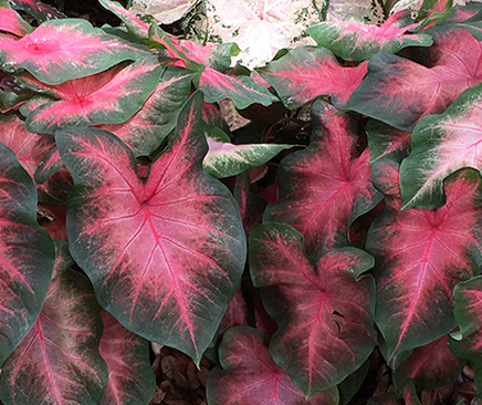 Caladium Sunset Pink